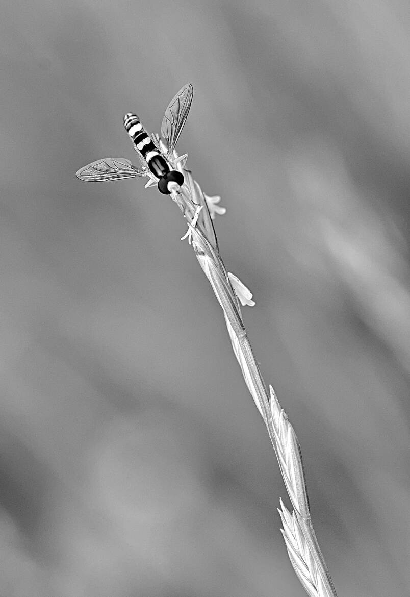 Nature monochrome (28)