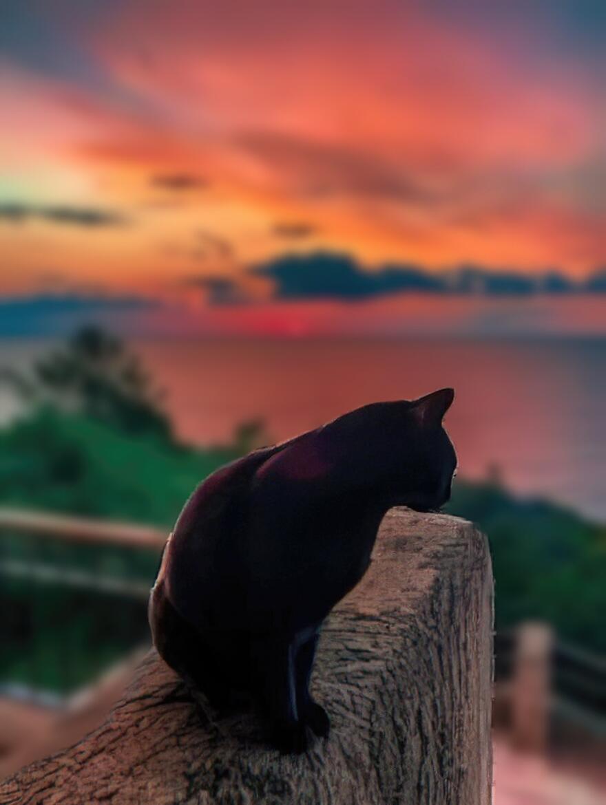 chat au soleil couchant