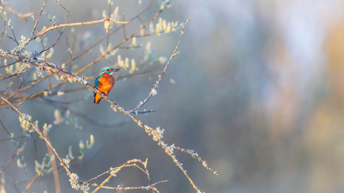 Dans la lumière du soir