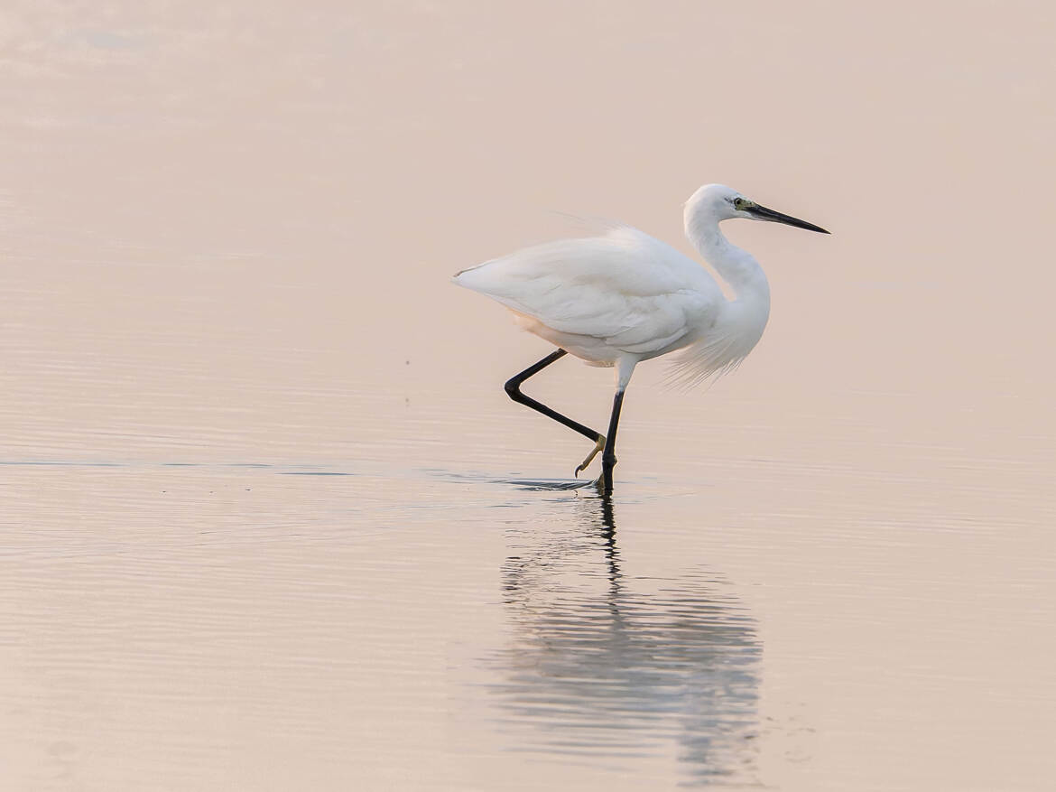 aigrette