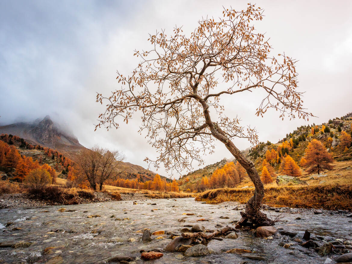 L'arbre solitaire