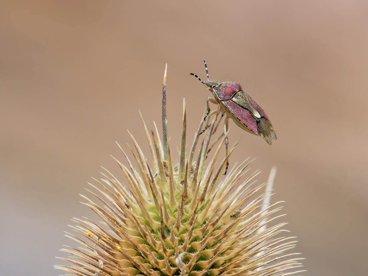 A son tour de se faire piquer