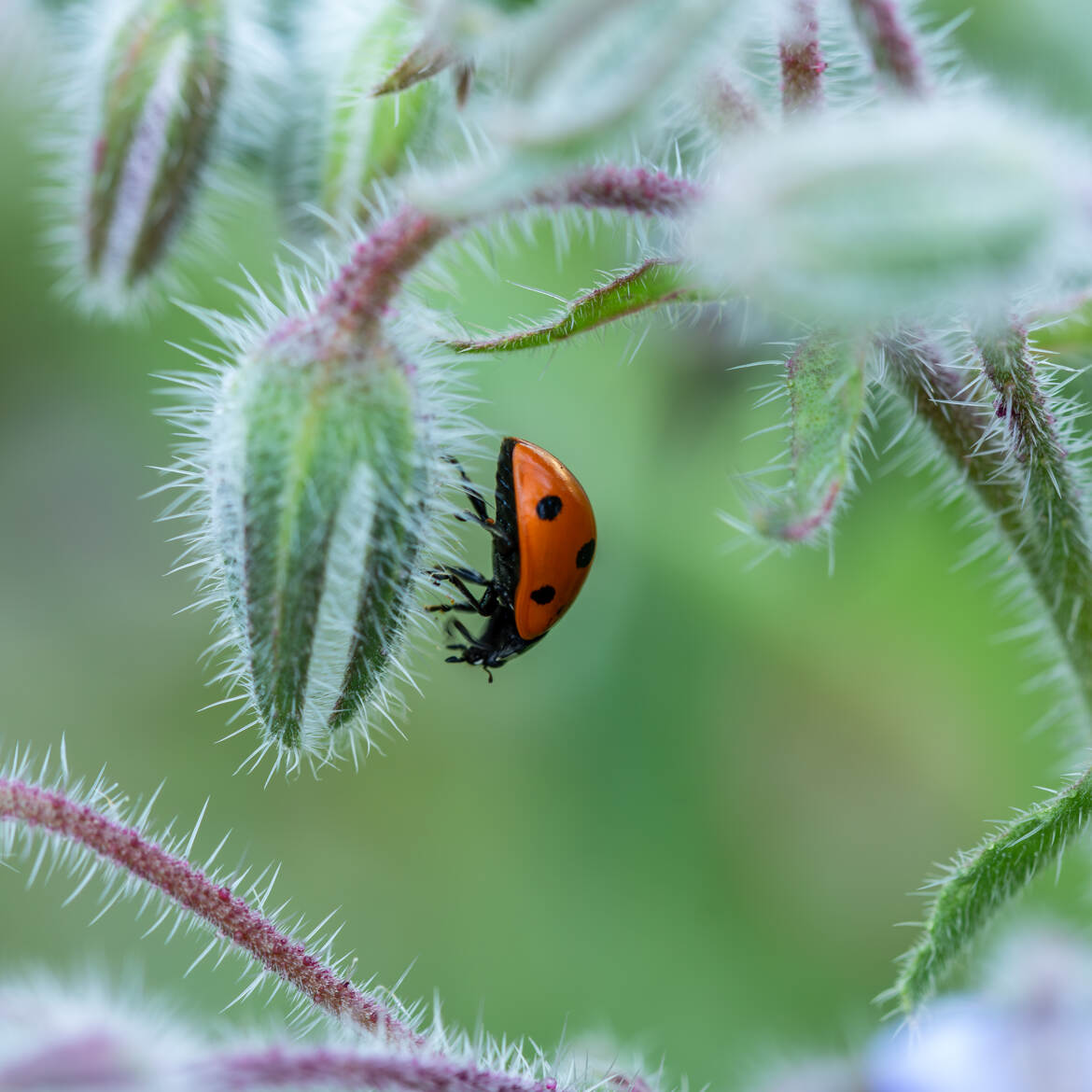 Coccinelle sur bourrache