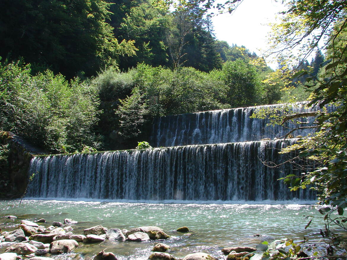 Écrin de fraîcheur en "Forêt ivre"