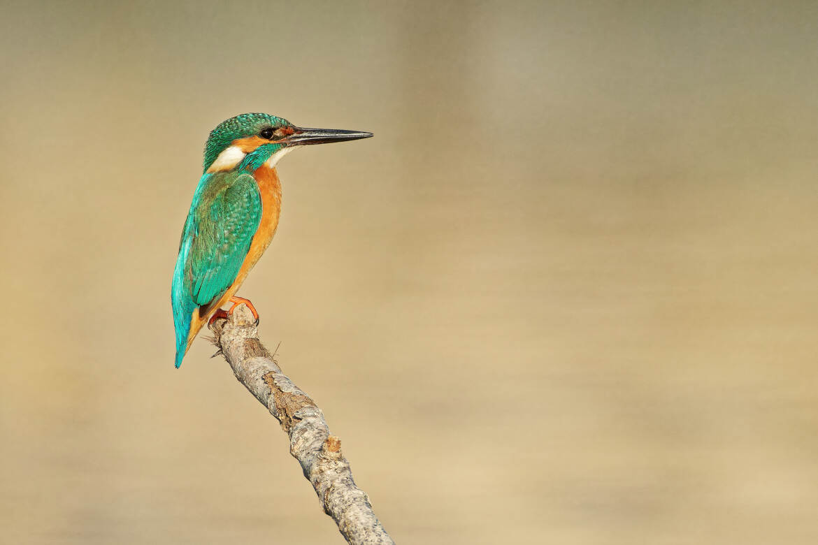 Le profil de martin.