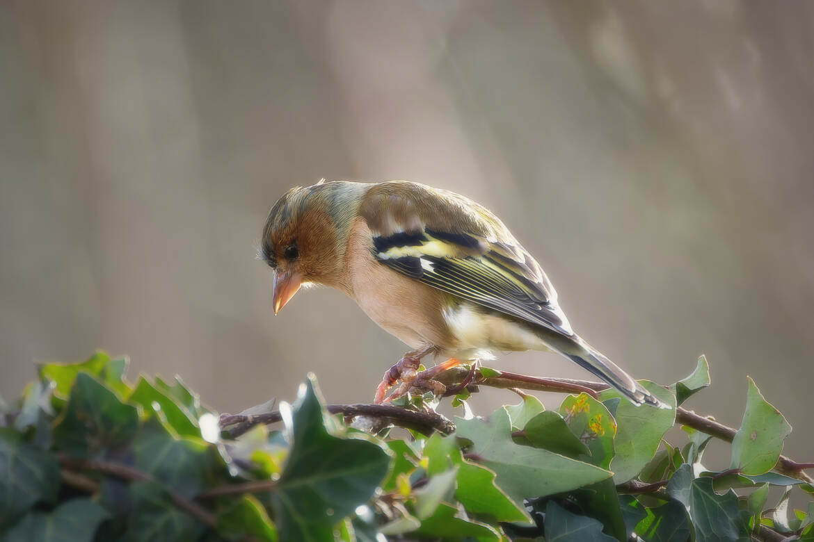 J'aurai préféré une galette
