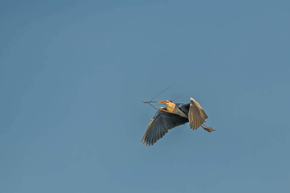 Pour faire mon nid...