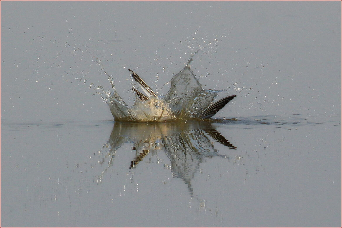 Splash
