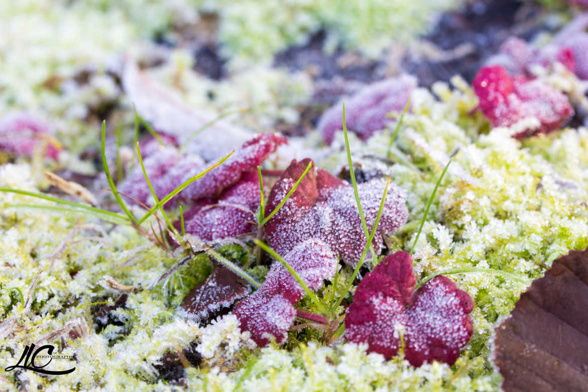 Couleurs d'hiver...