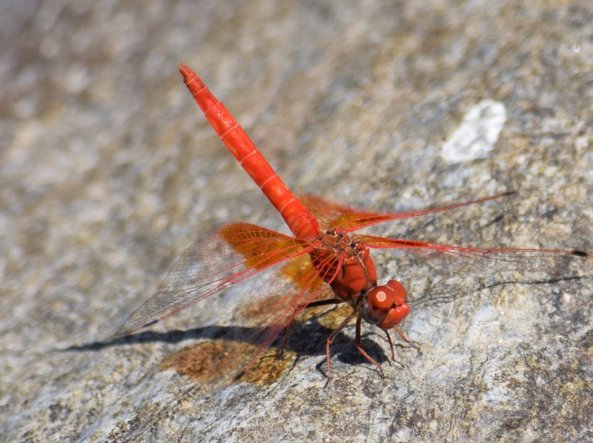 Libellule rouge