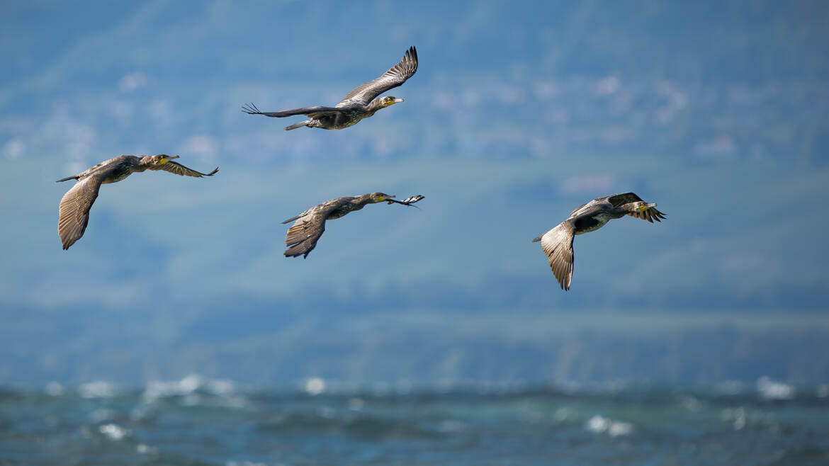 Vol en escadrille