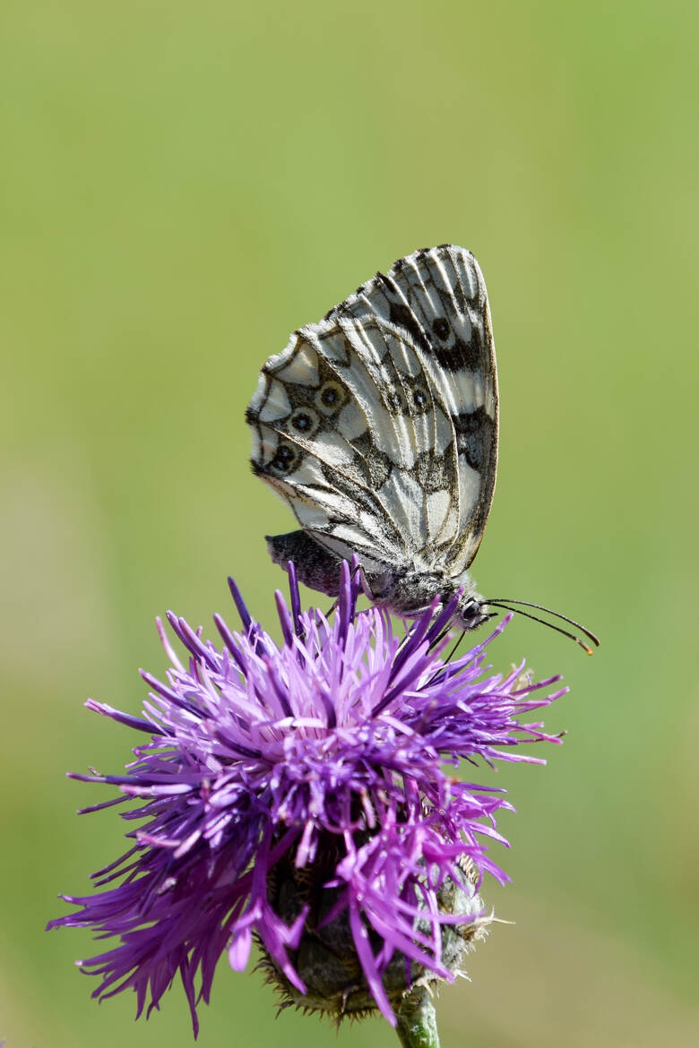 Papillon et centaurée