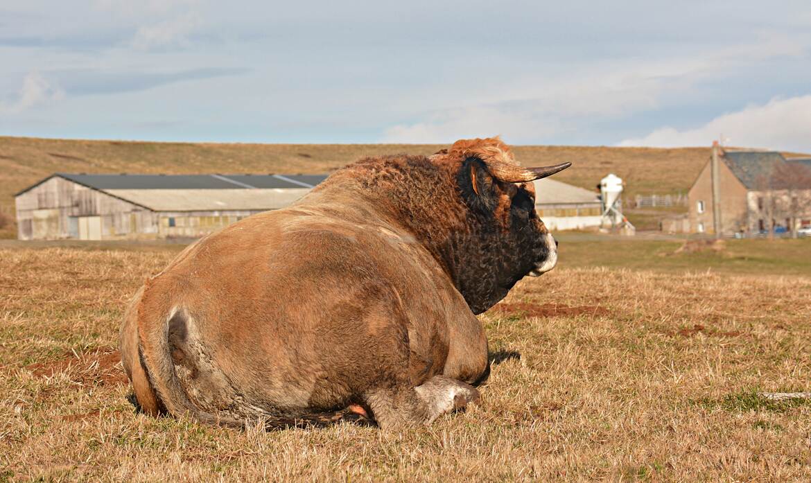 Faut pas lui chercher des noises!