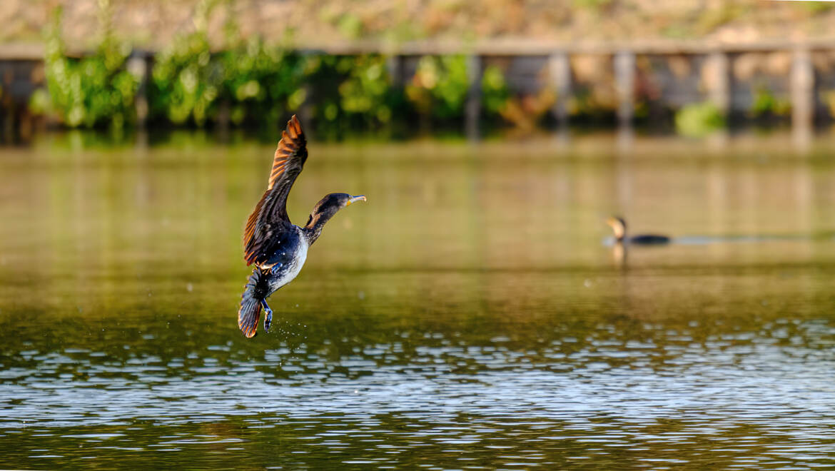 Fin de vol du cormorant