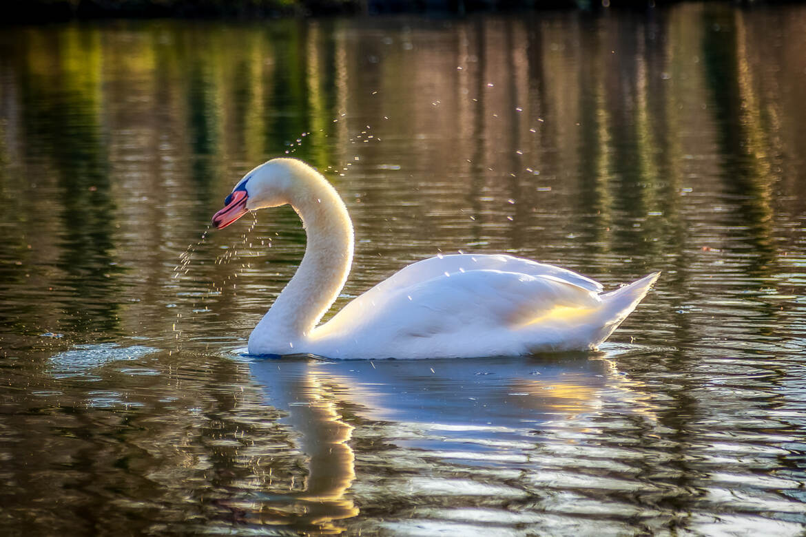 Cygne éclairé