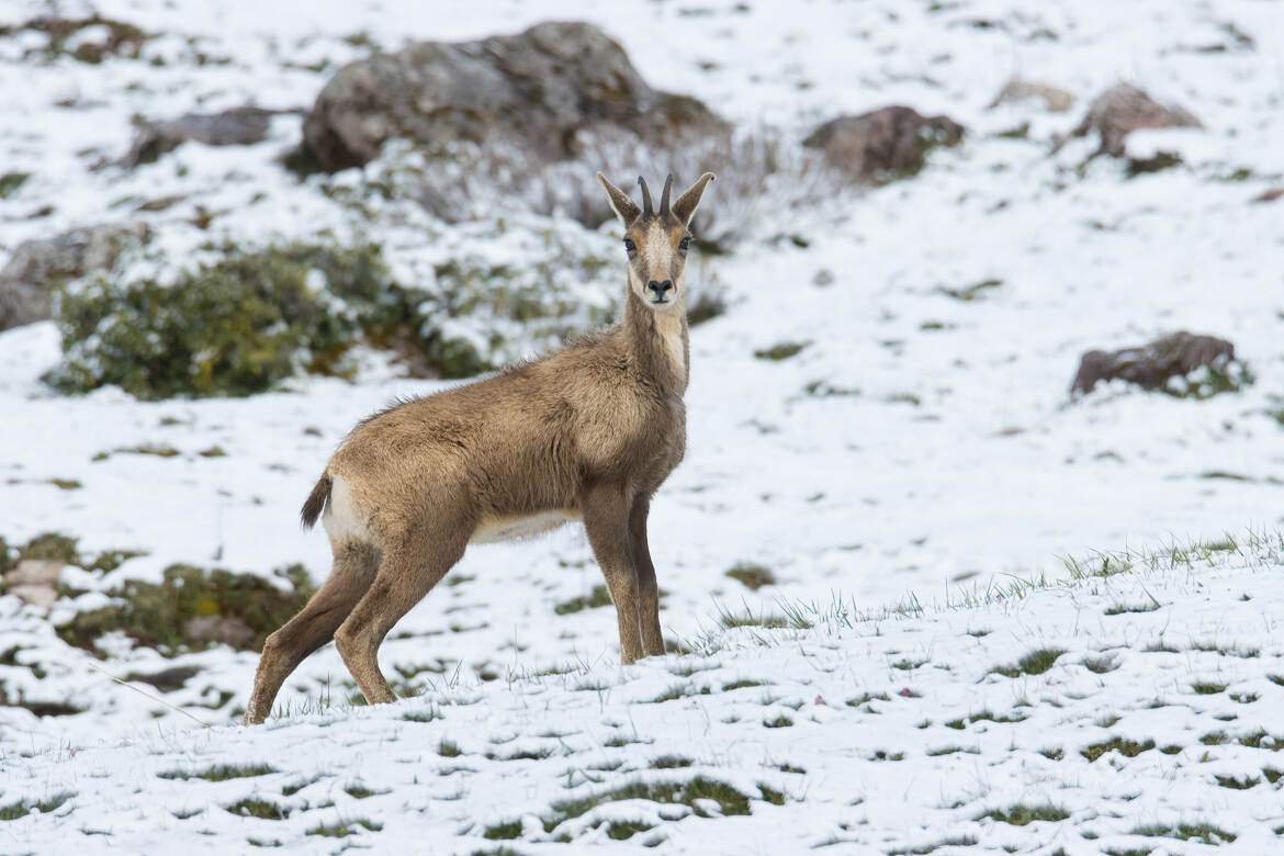 Chamois au printemps