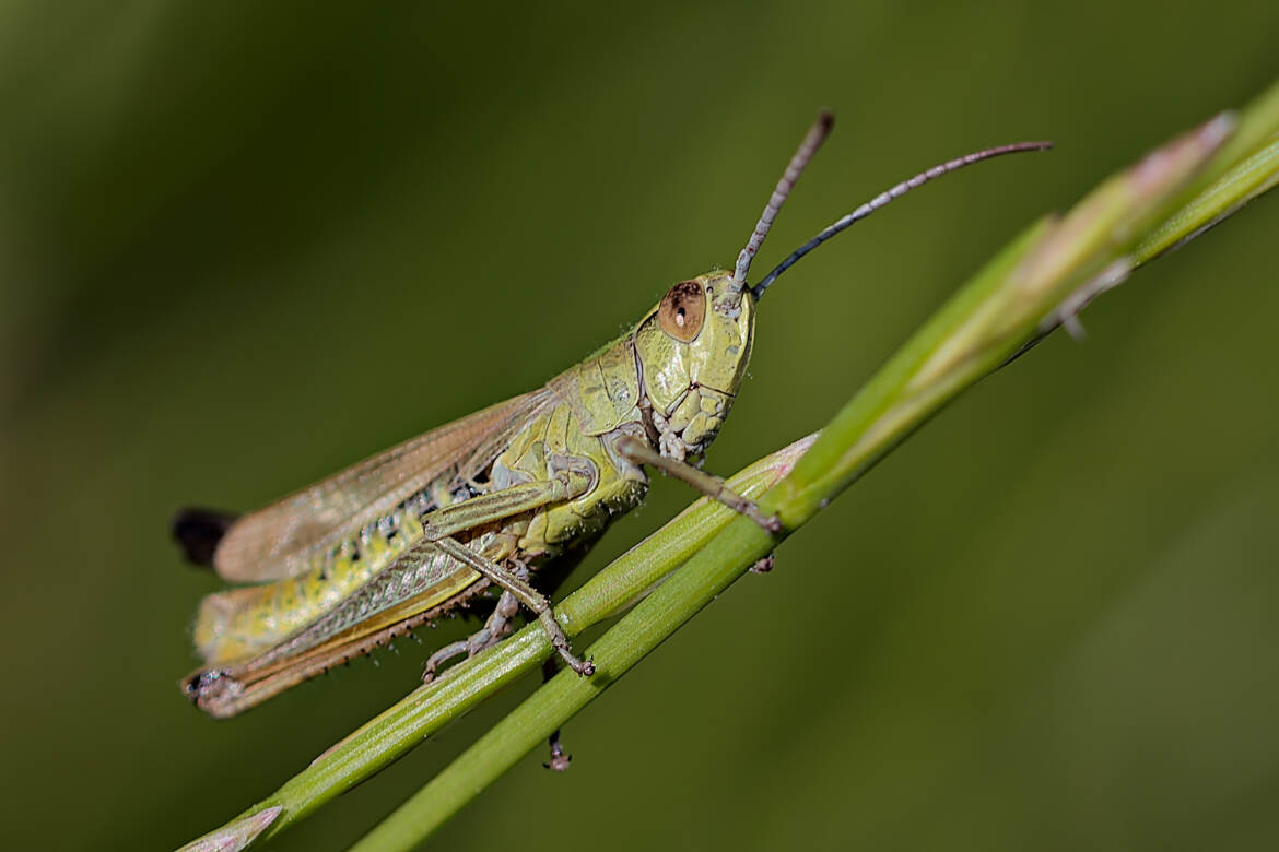 Criquet des pâtures