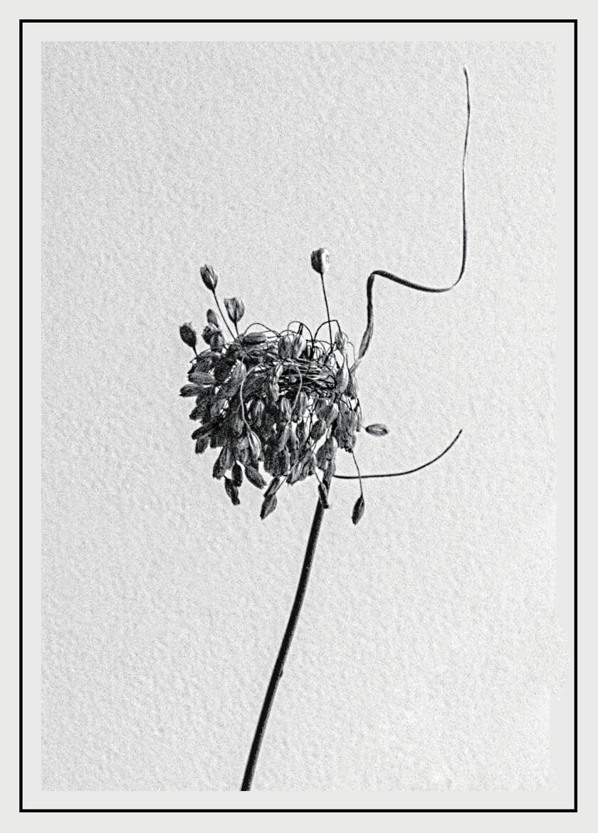 Nature monochrome (25)