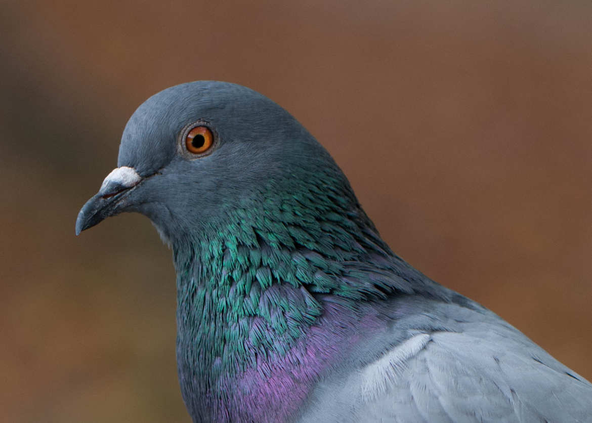 Beau comme un pigeon