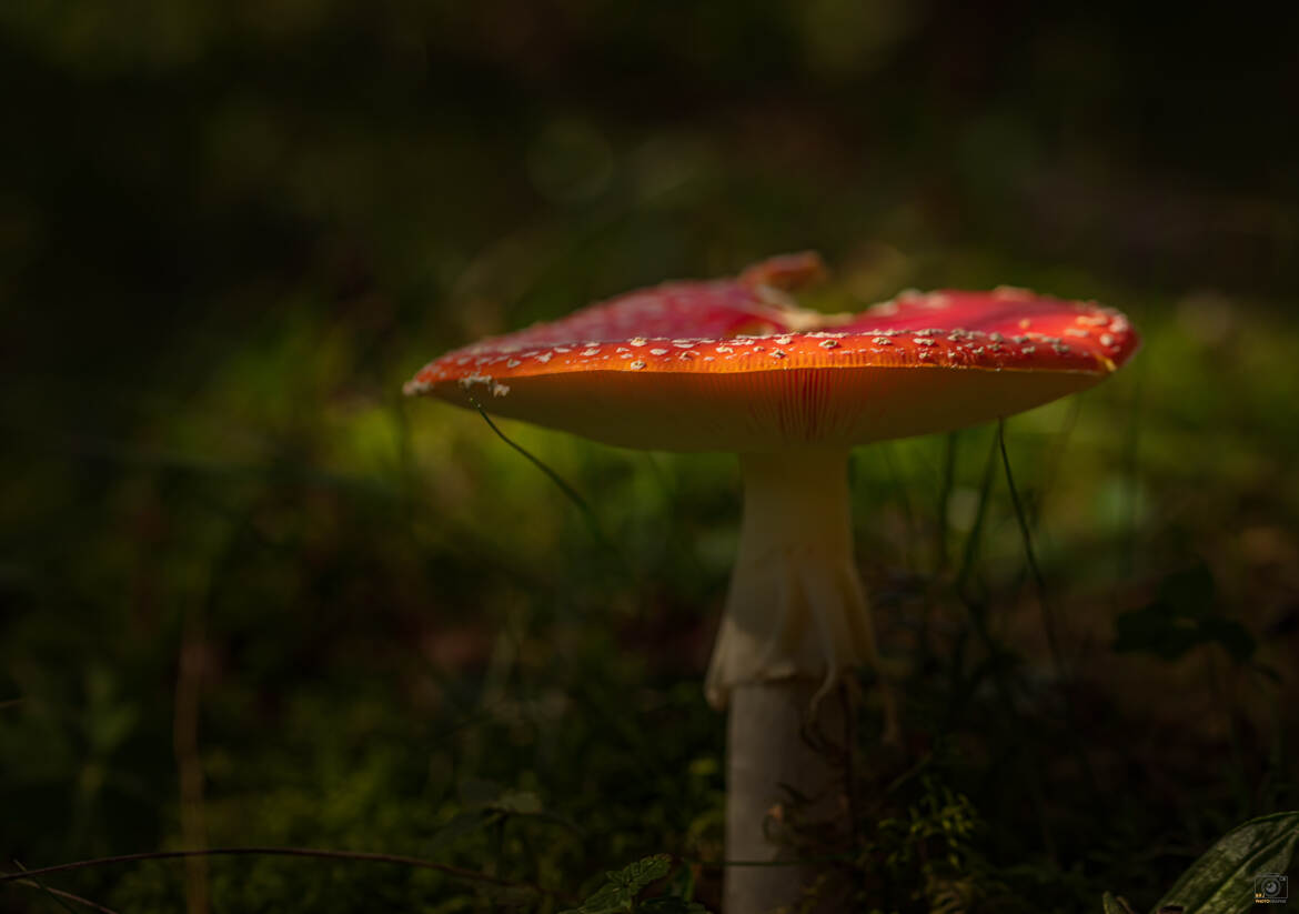 Au bord de l Amanite