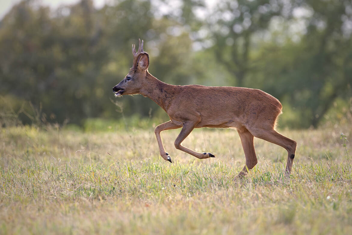 Oh ! ma biche... ma biche