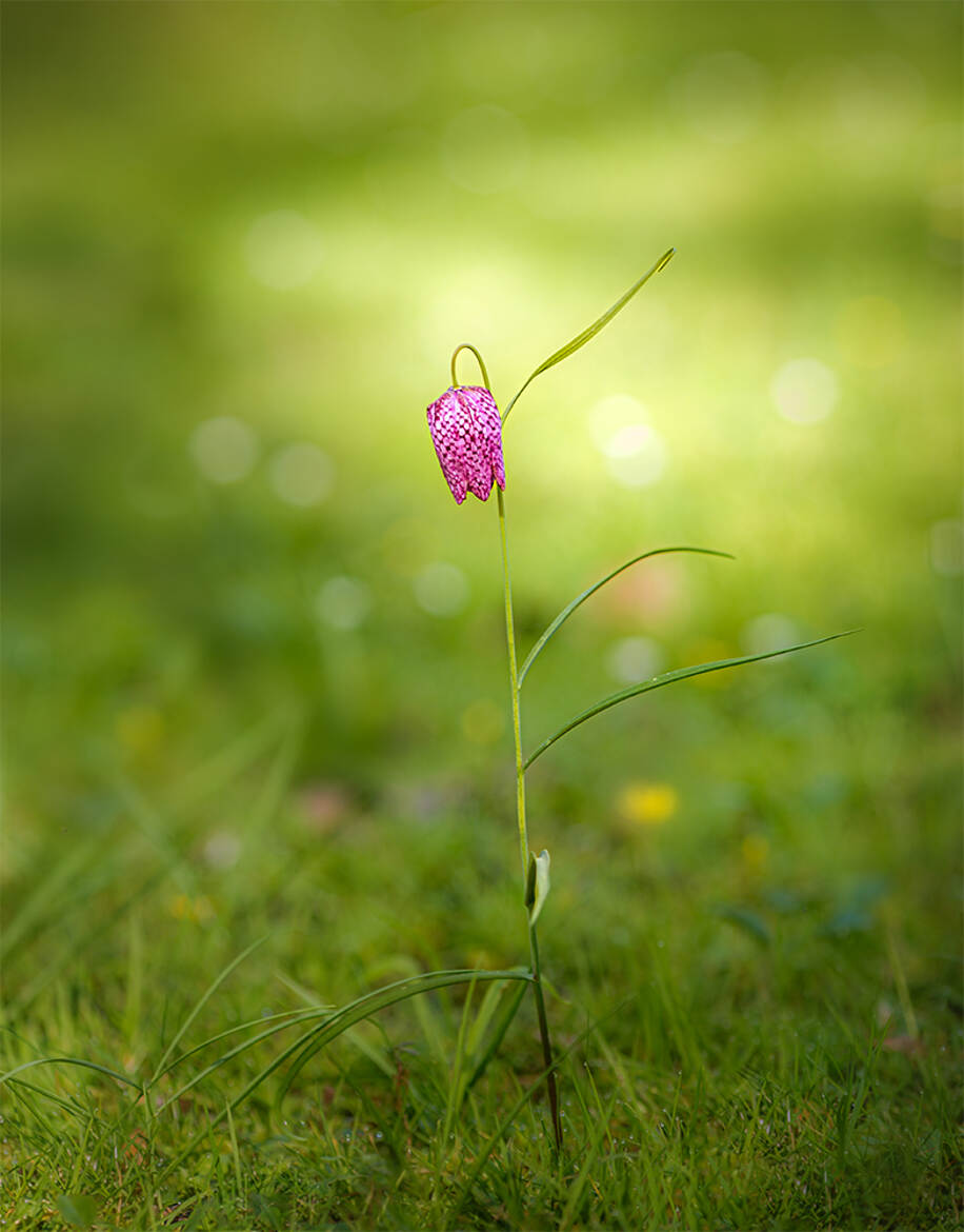 Dans l'air frais du matin...