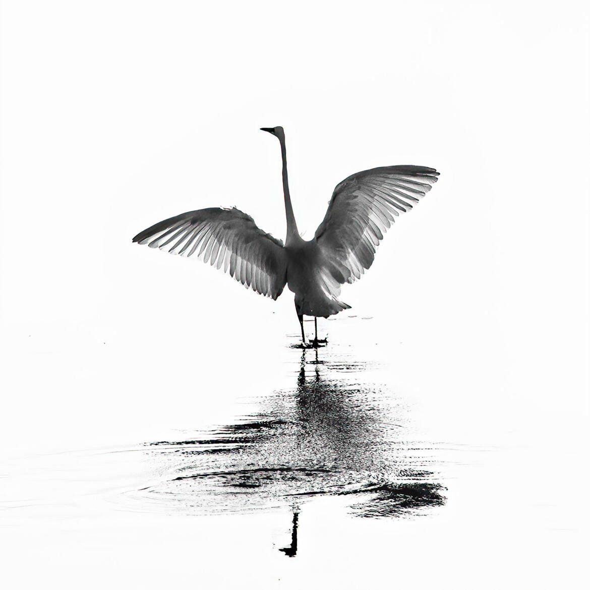 Aigrette