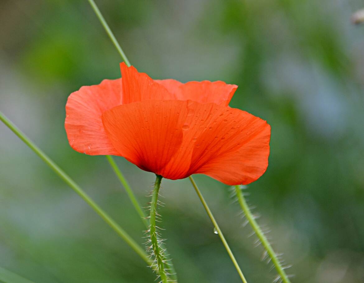 Profil de Coquelicot