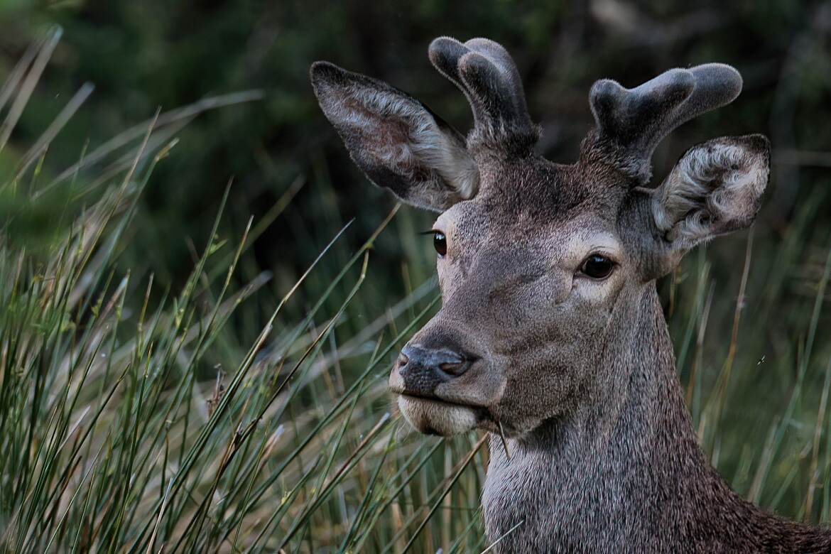 Jeune cerf