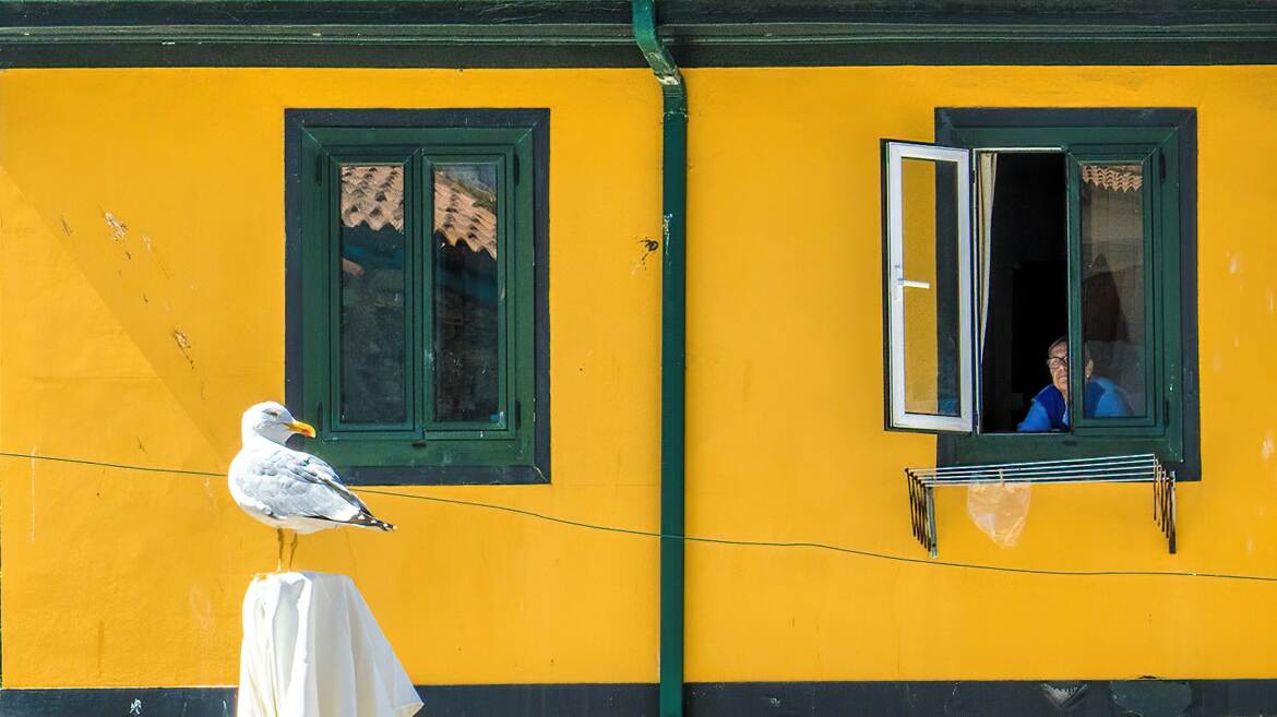 Le goéland et la vieille dame