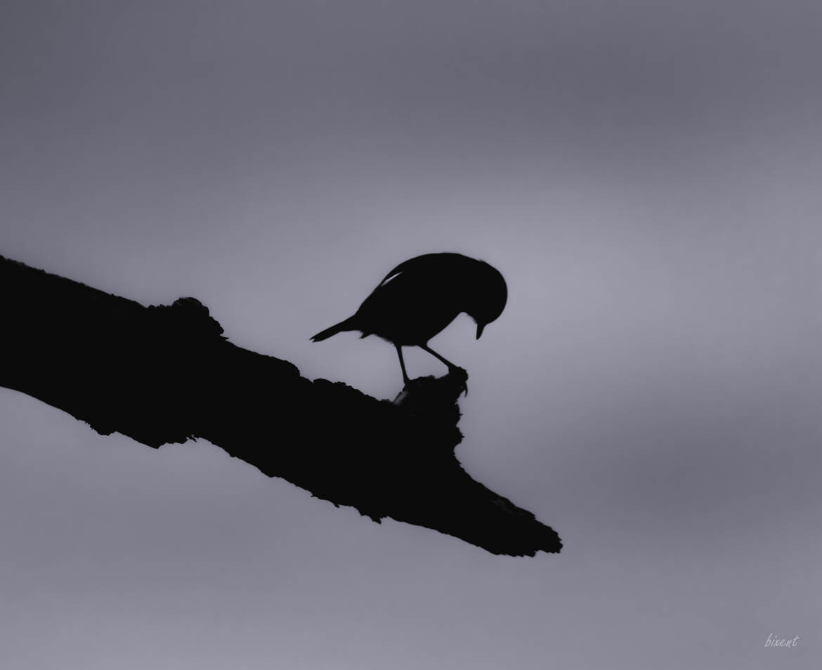 Tarier pâtre chinois