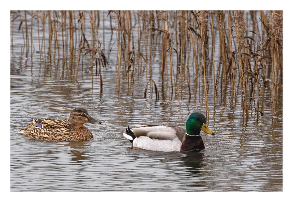 Couple de canards colverts