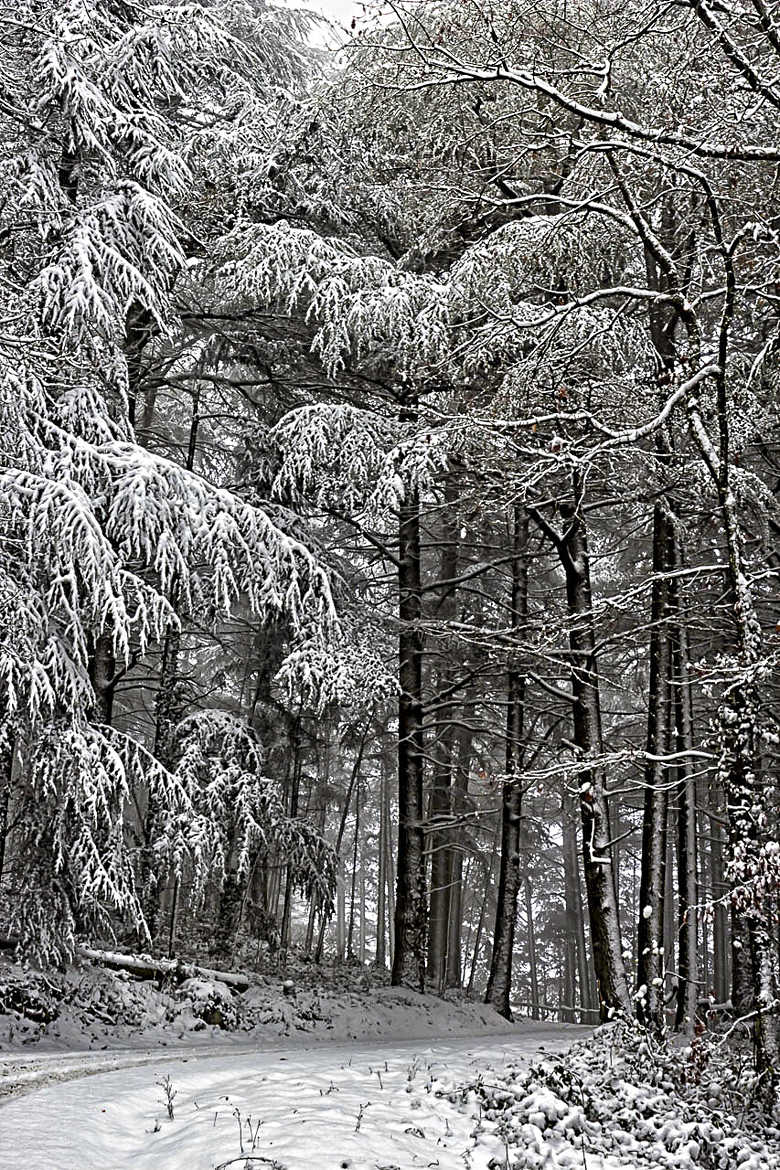 Sous bois enneigé