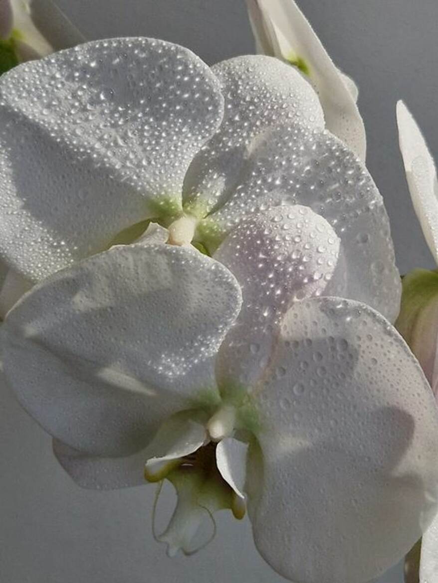 Orchidee Phaleonopsis