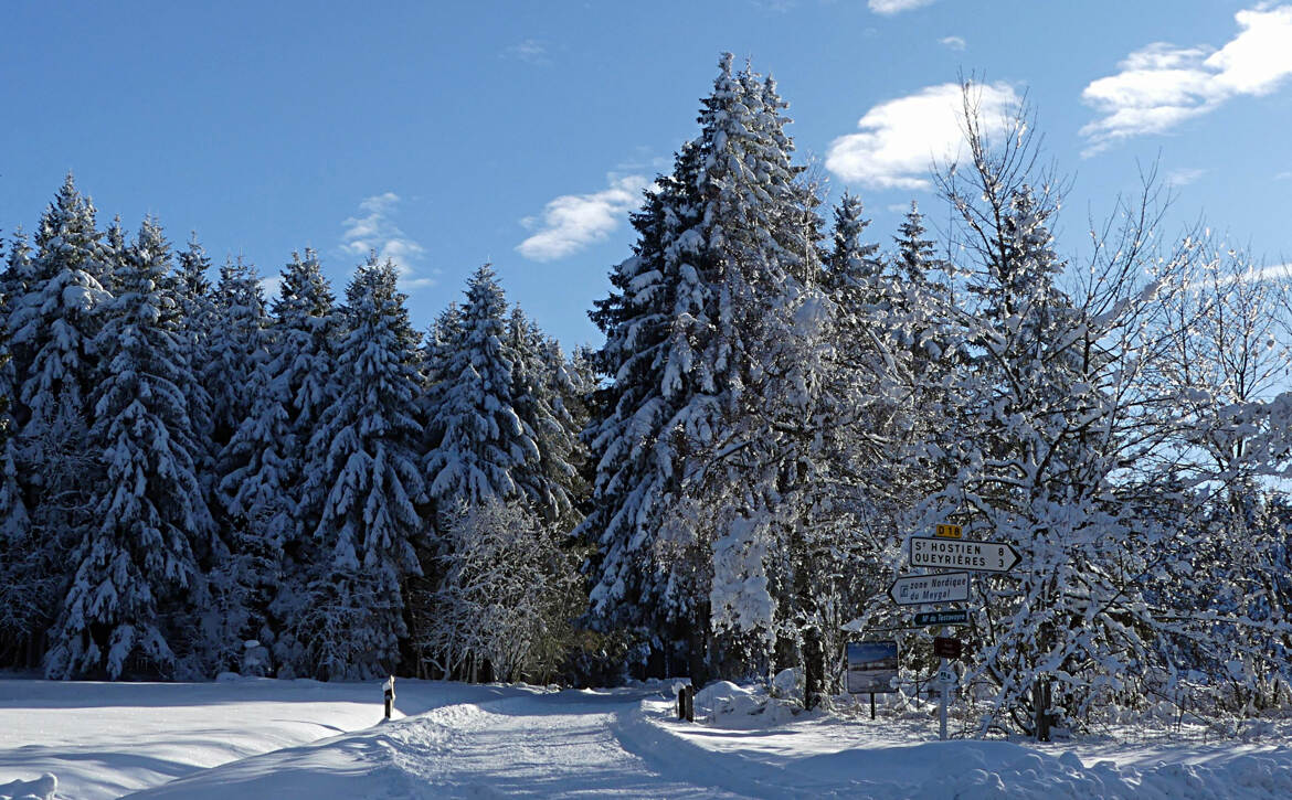 Ma forêt préférée