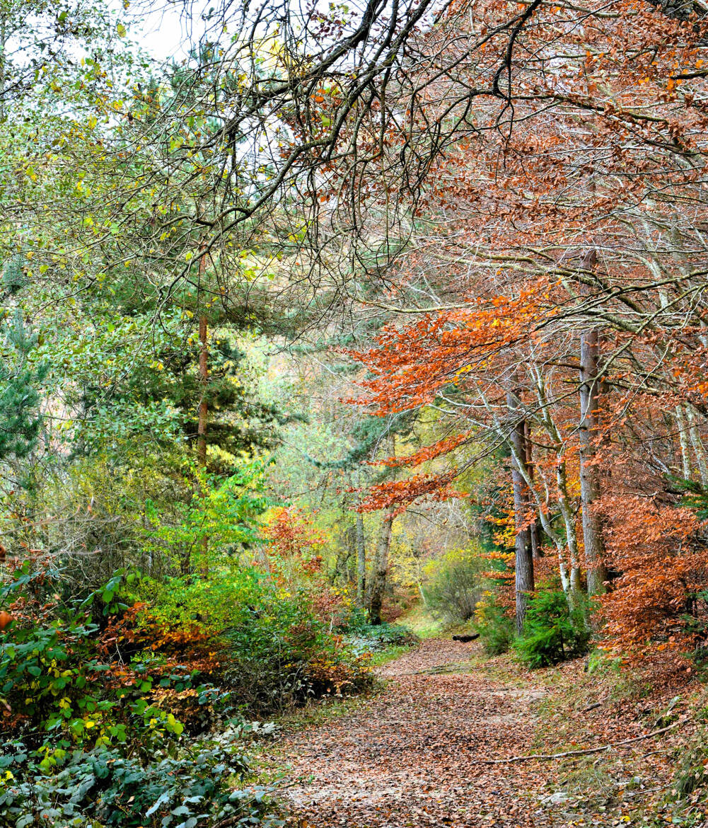 Forêt d'Issarlès