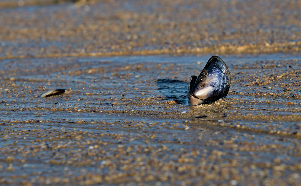 Sur la plage abandonnée