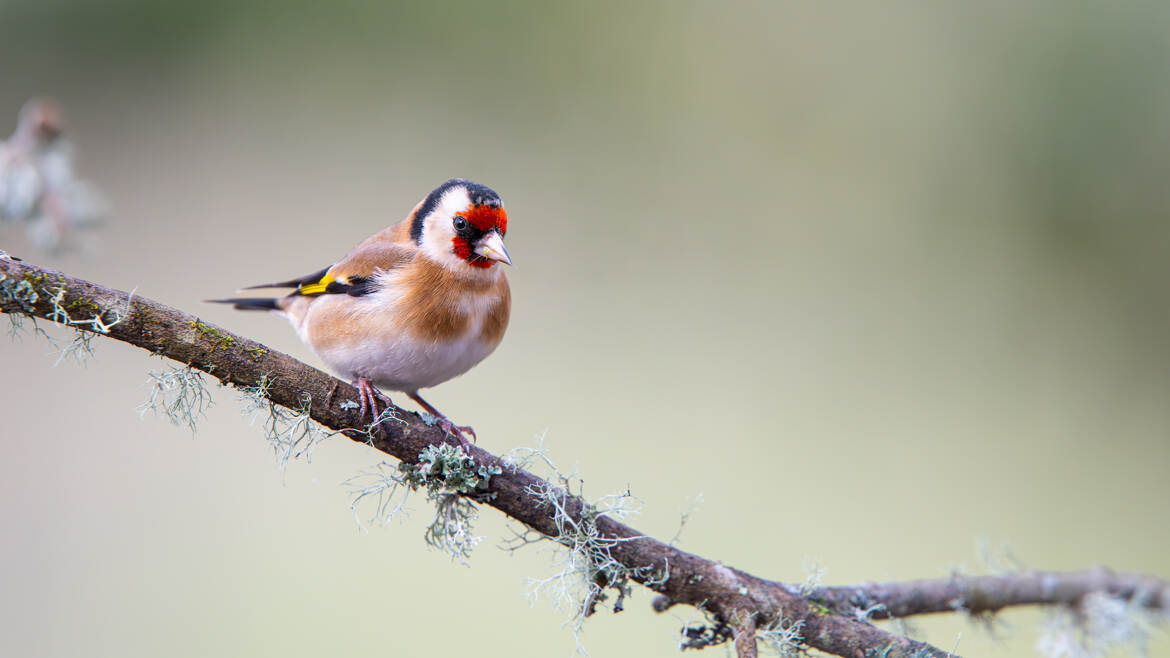 Un joli visiteur hivernal