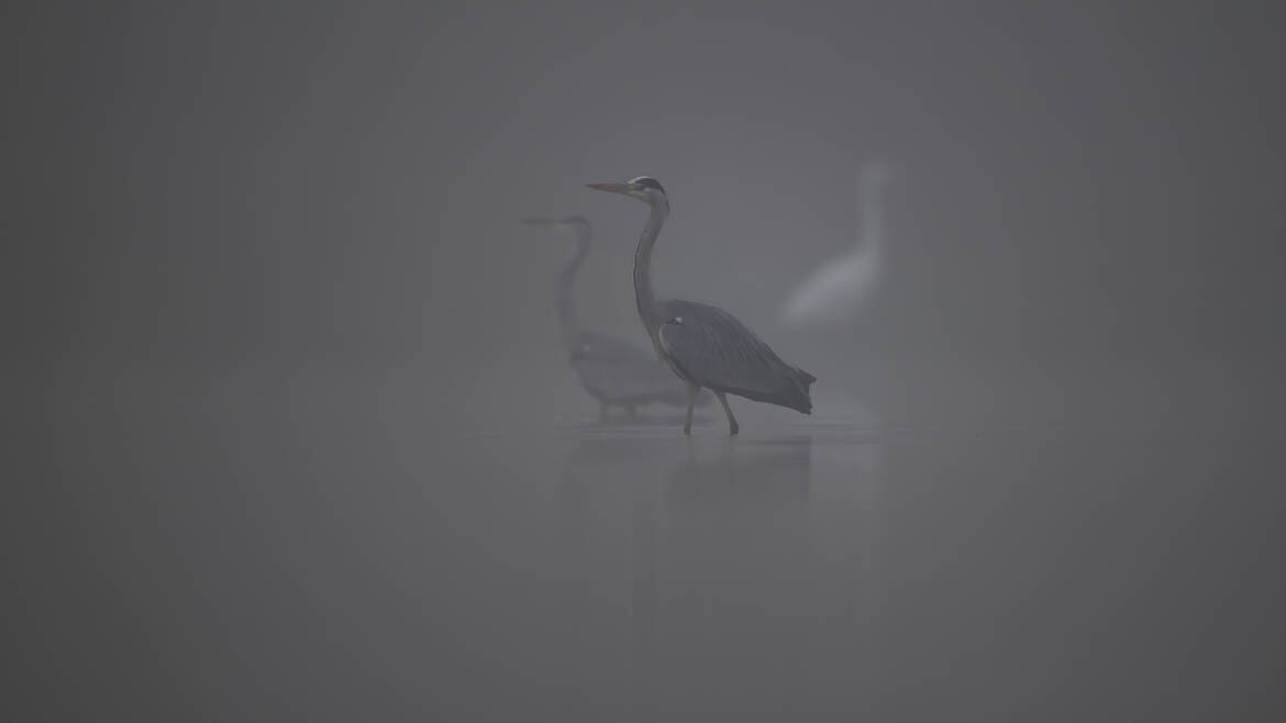 Dans la brume Solognote