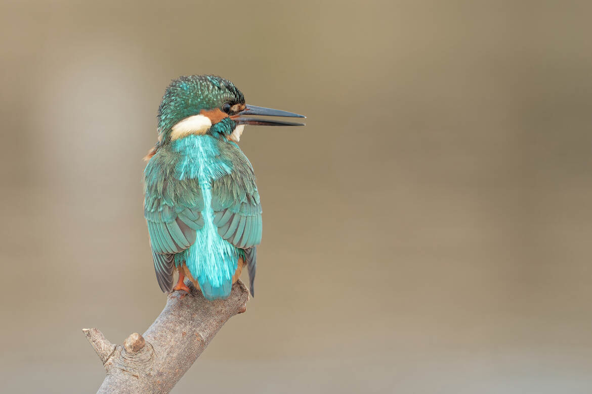 Comment s'en passer...