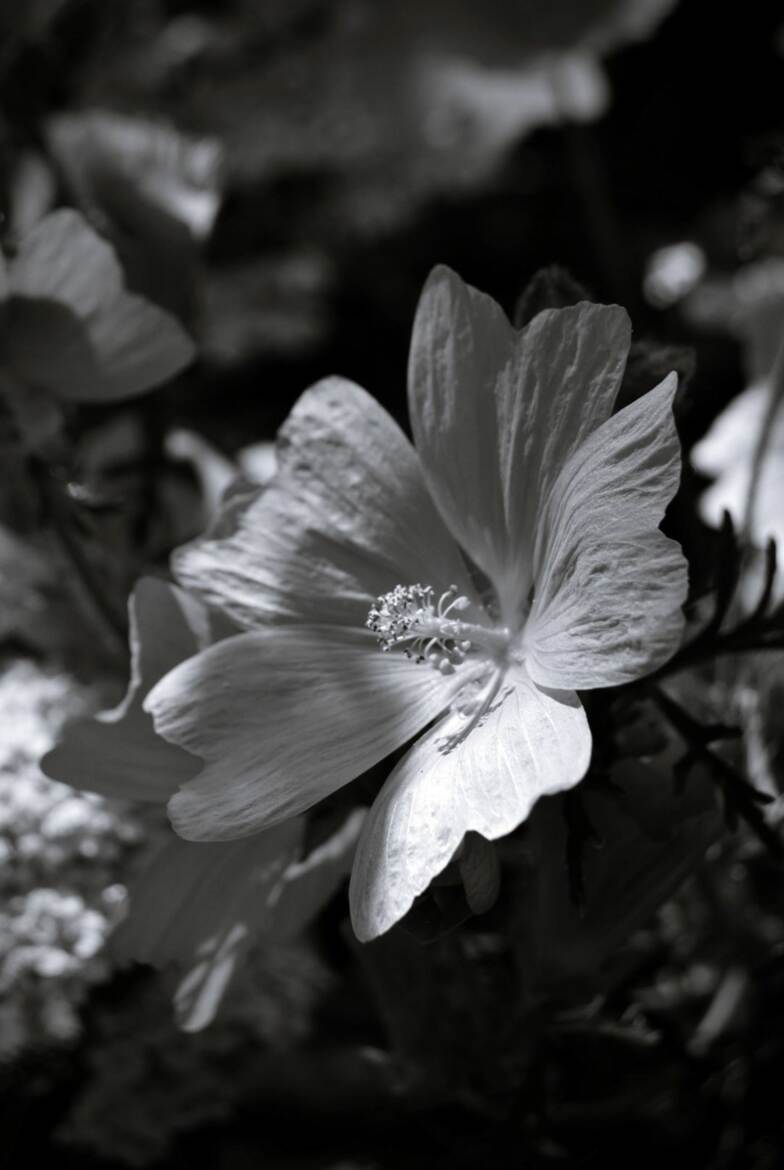 "Éclosion intemporelle"