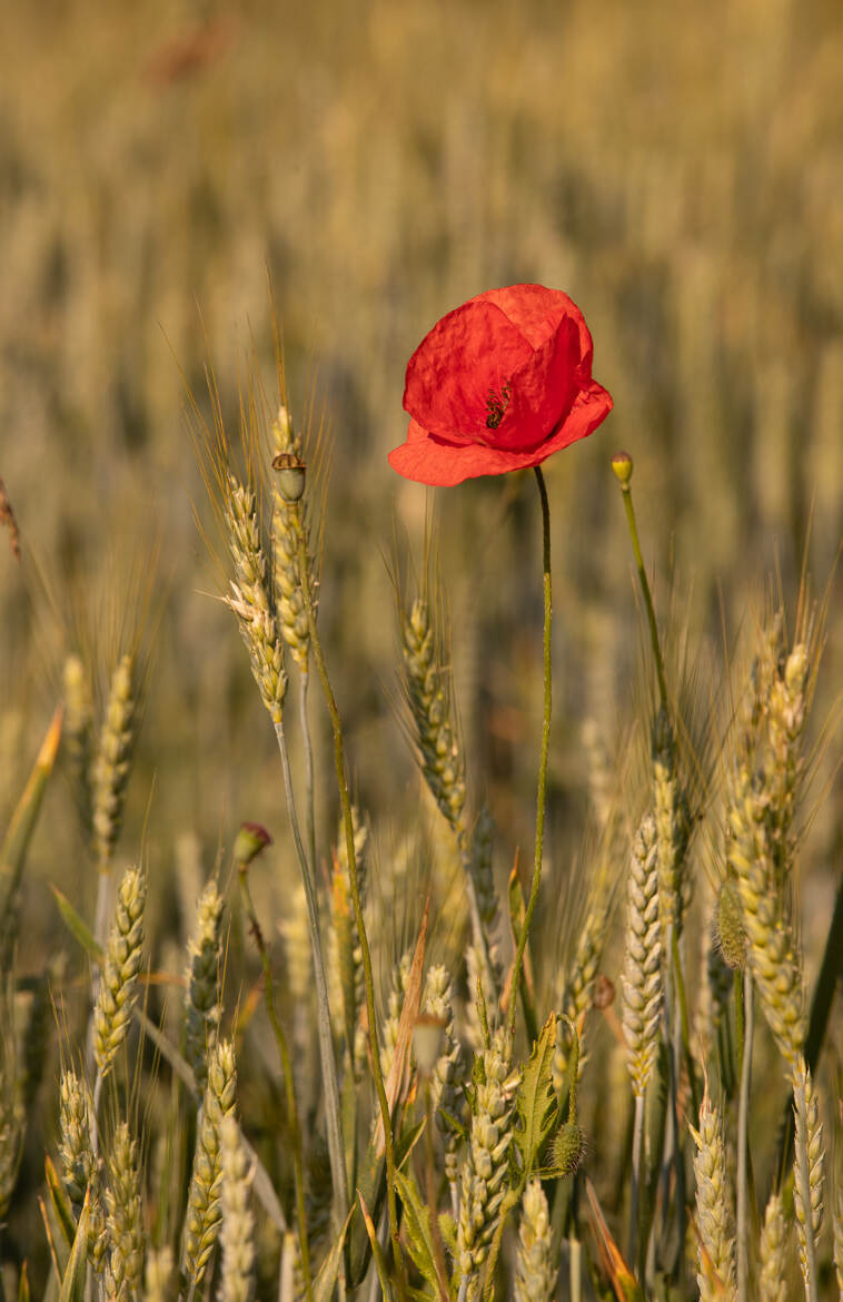 Coquelicot 2