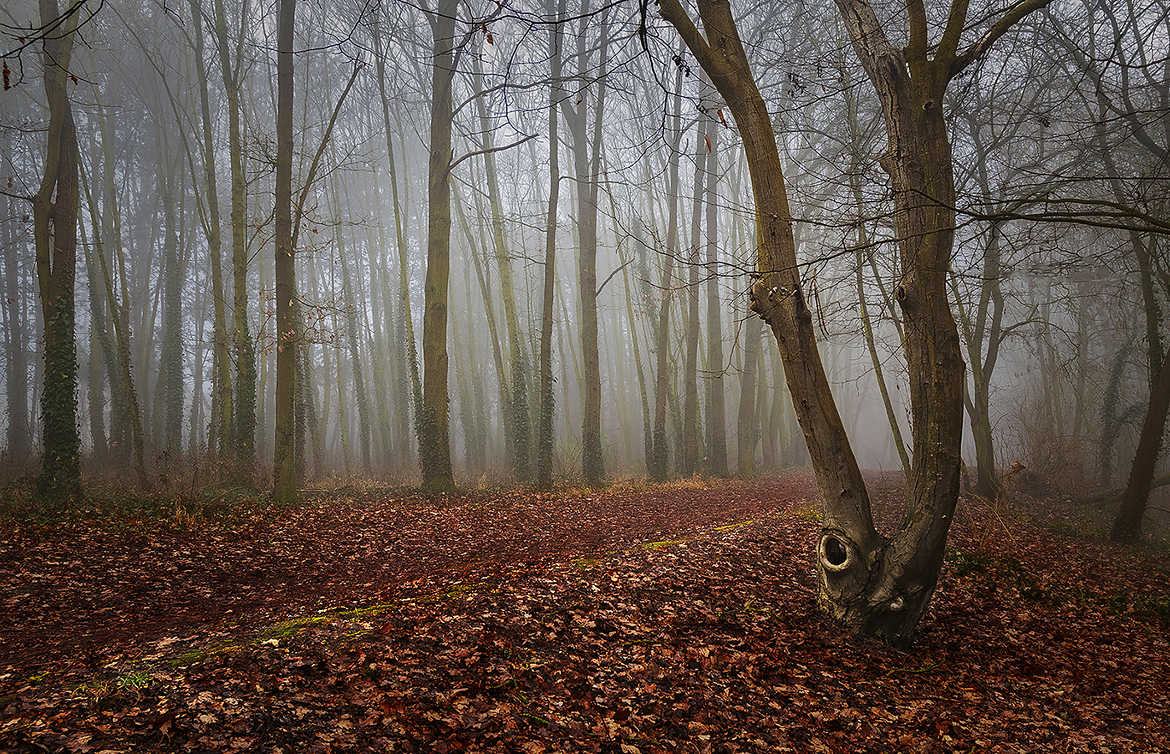 Sous- Bois d'Ile de France