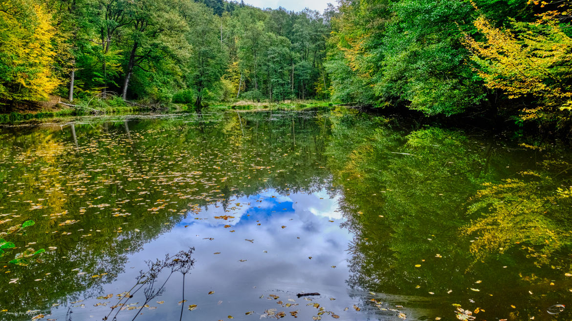 Dans les bois de Spa