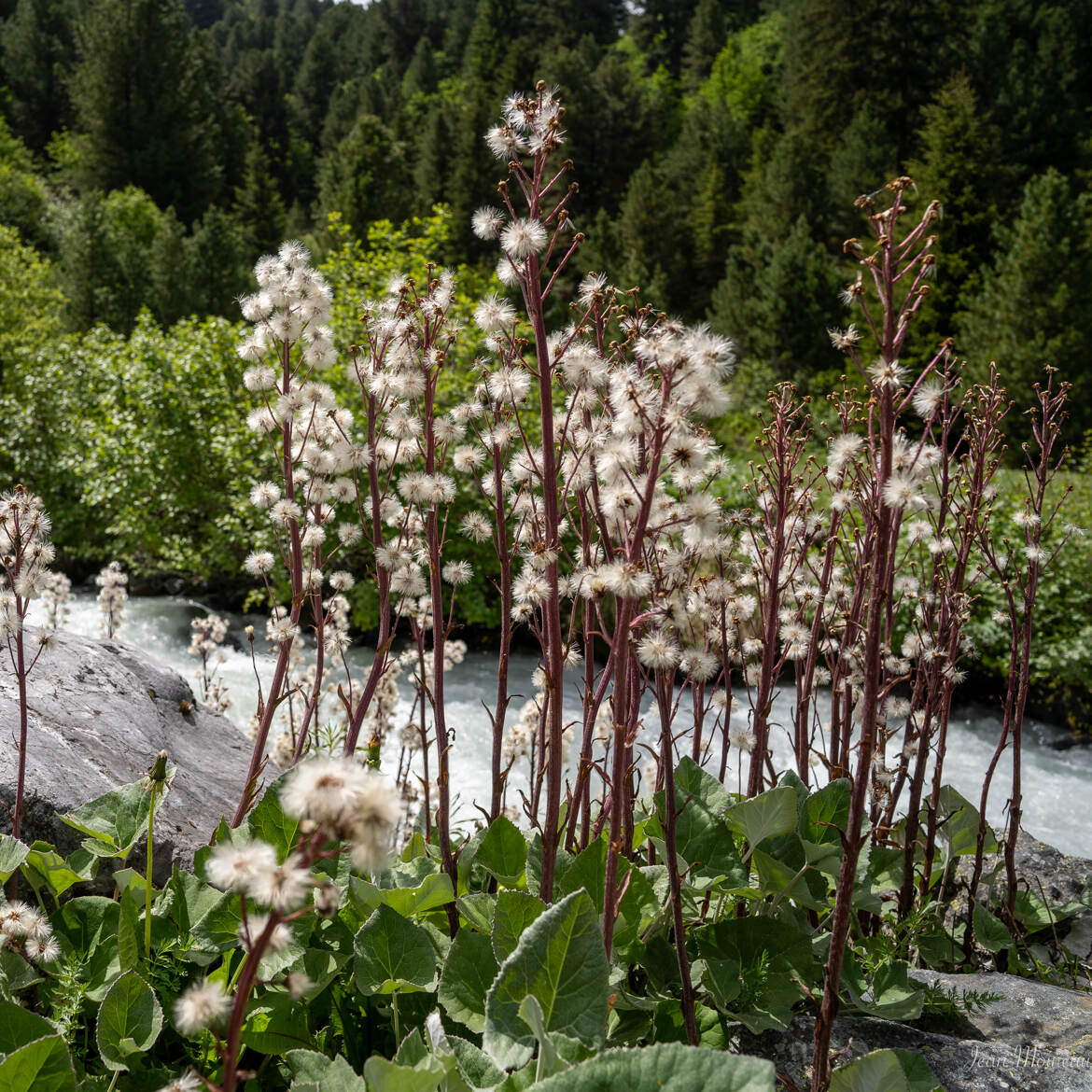 Au bord du torrent