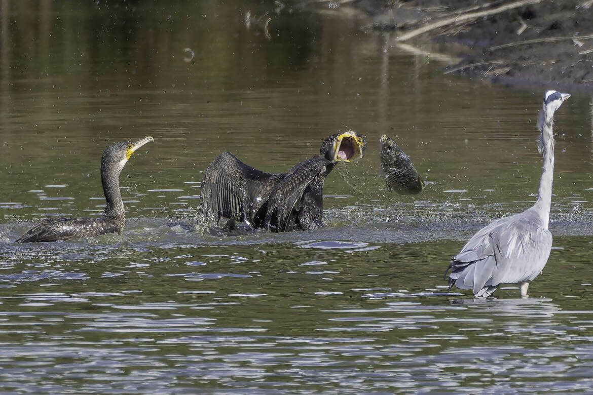 Finalement c'est pas passé.