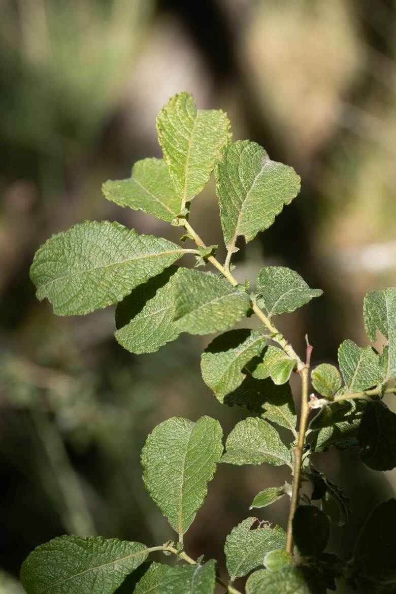 Saule à oreillettes 2026