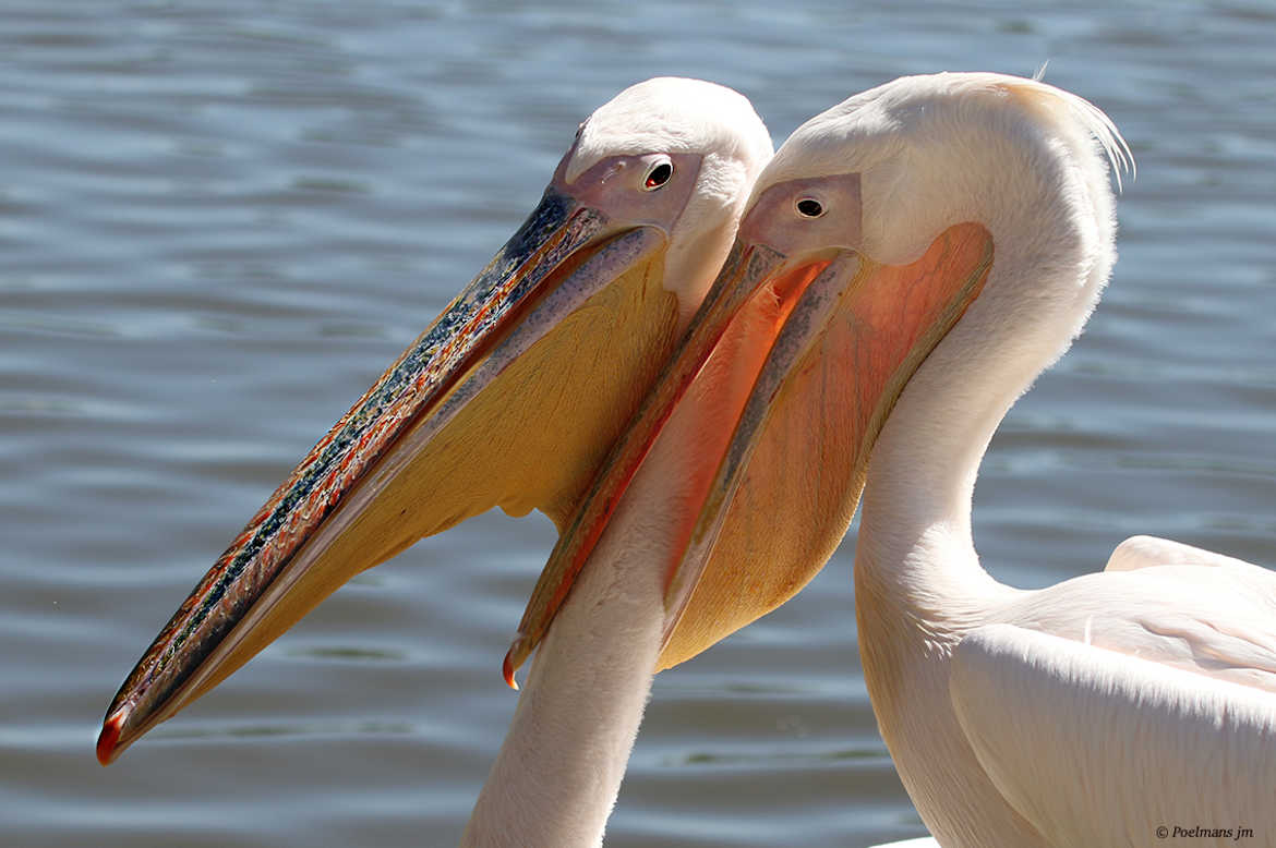 Les jumeaux