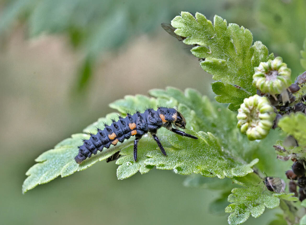 Coccinelle en devenir