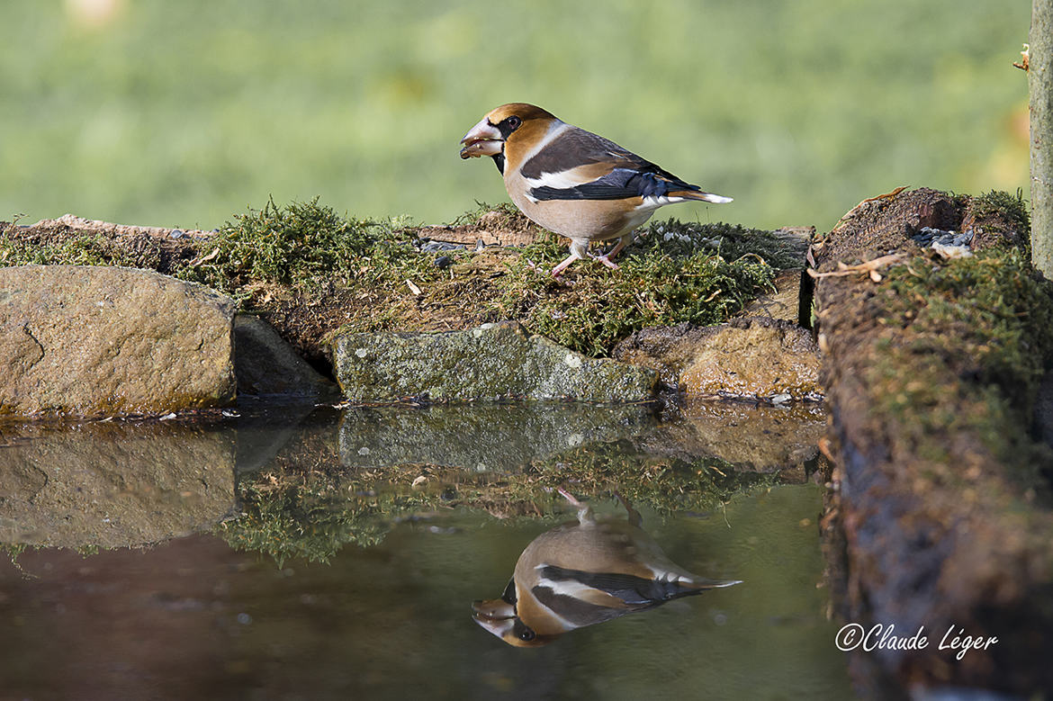 Visiteur du jardin